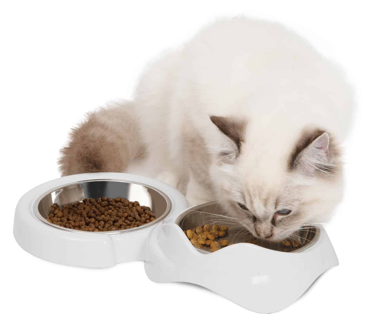 A white long-haired cat eating from a shallow white Catit PIXI double feeding dish