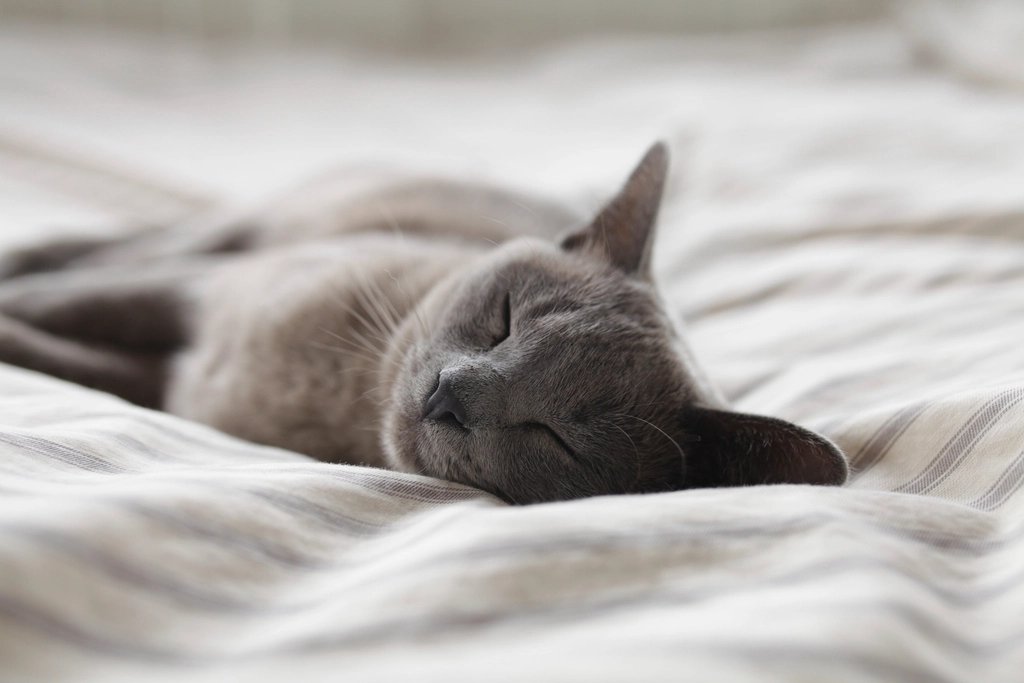 A grey cat asleep and curled up on a bed in a quiet room
