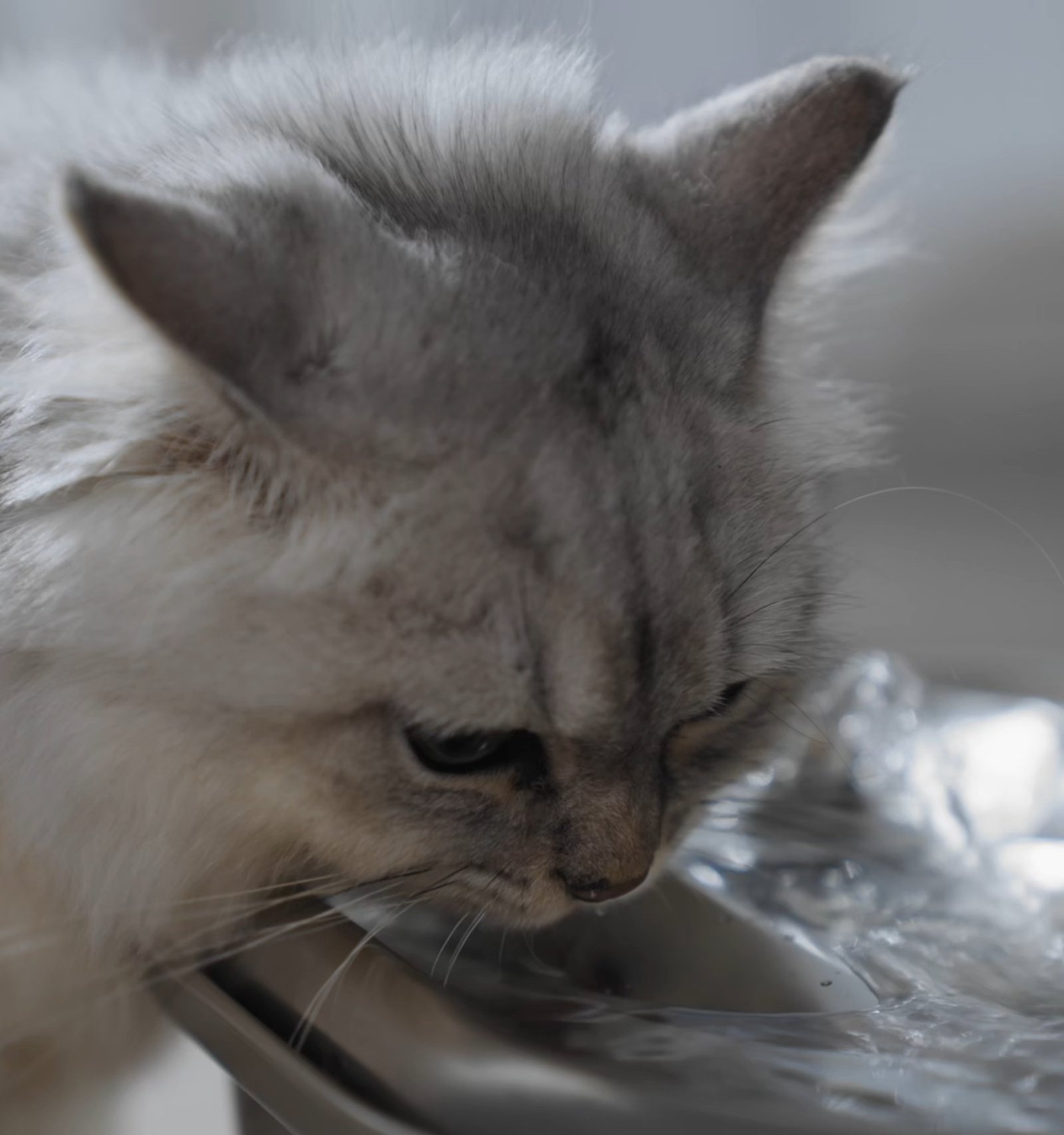 A long-haired grey cat drinking from the moving water of a stainless steel cat fountain