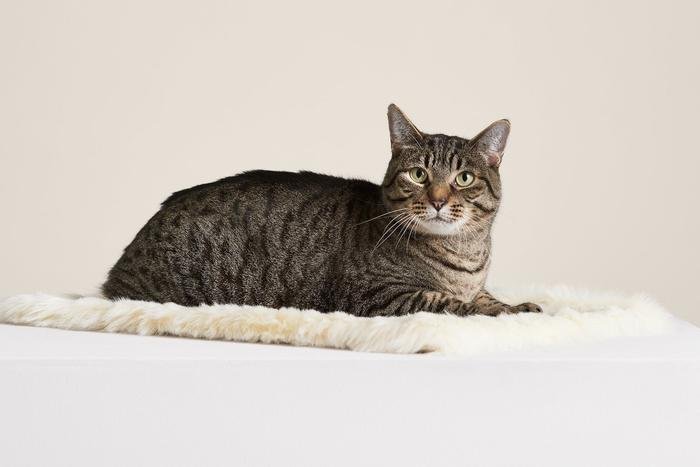 An ivory faux fur cat blanket folded on a pale floor beside a cat bed
