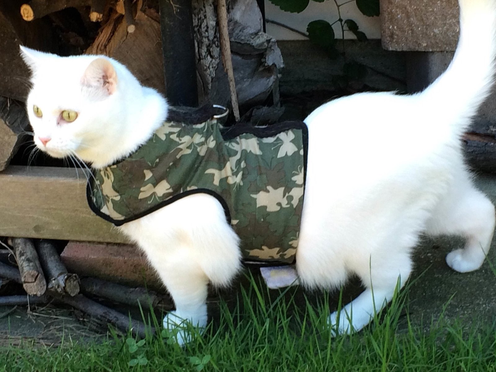 A ginger cat standing on a lawn wearing a navy Kitty Holster vest harness on a leash