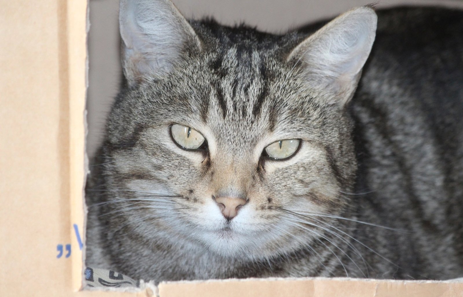 A cat sitting in a cardboard box