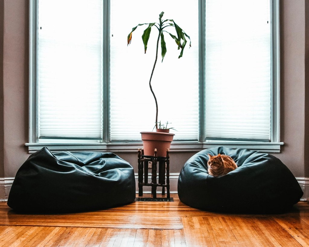 An orange cat lounging on a bean bag in a bright rented living room
