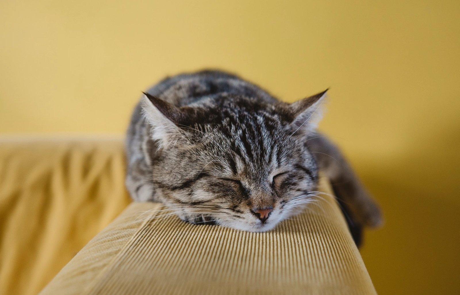 A cat asleep on a sofa armrest