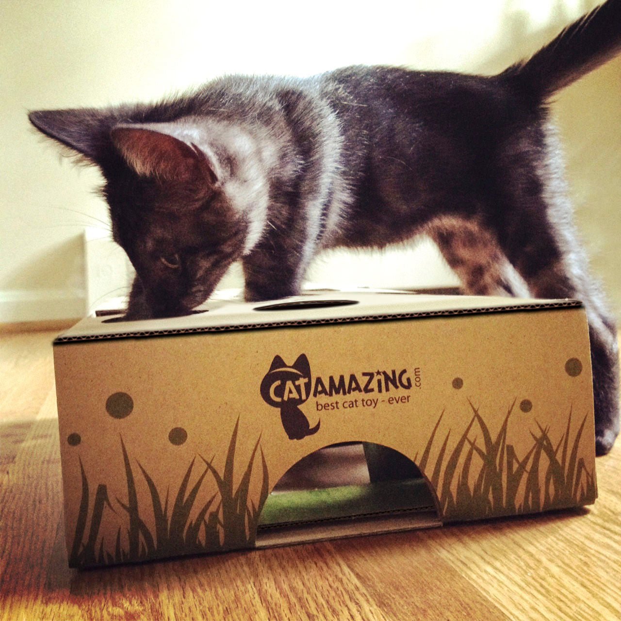 A black and white kitten reaching into the side opening of a Cat Amazing cardboard puzzle box