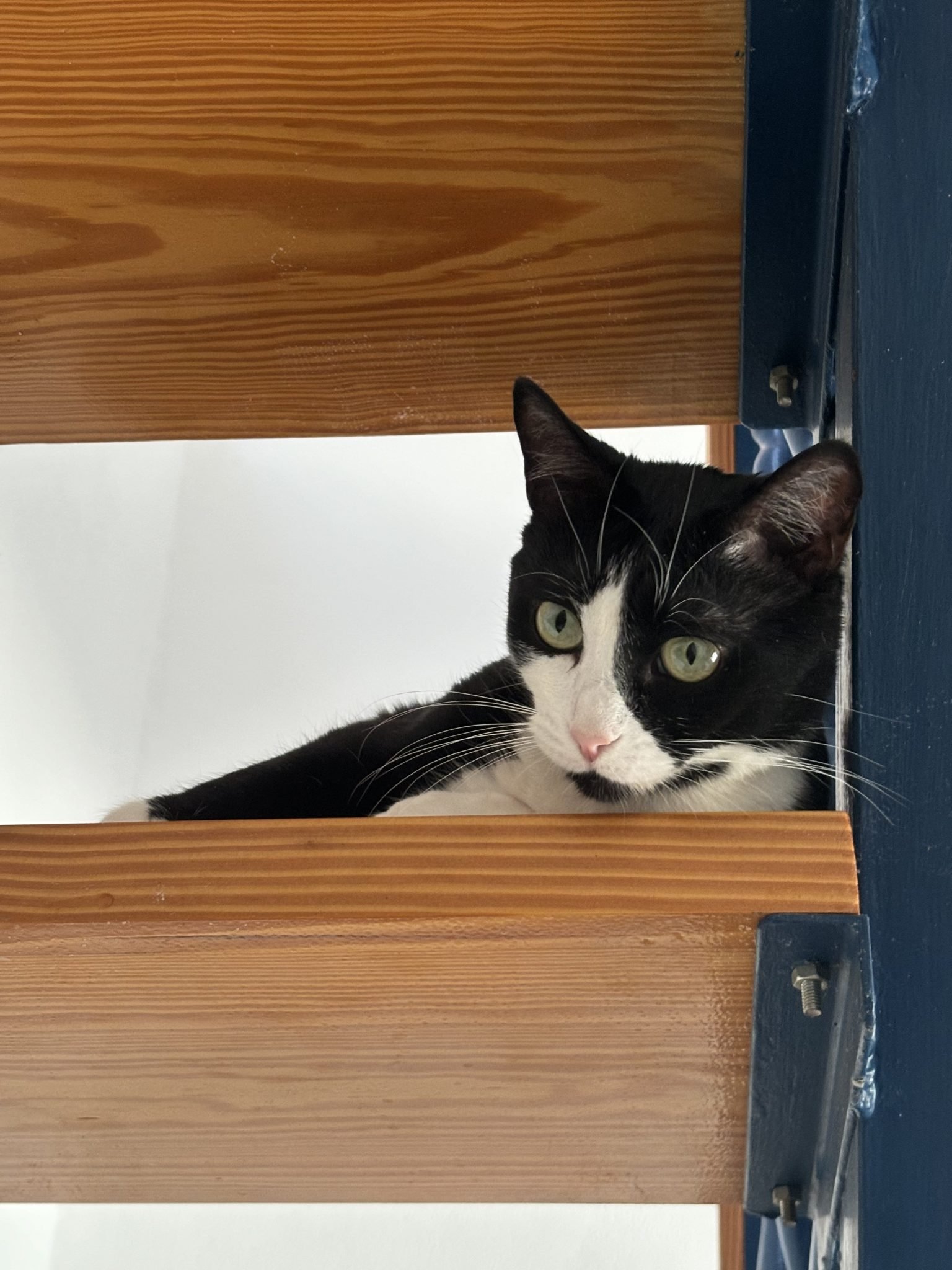 A black and white cat with green eyes lying on a high shelf looking down into a room