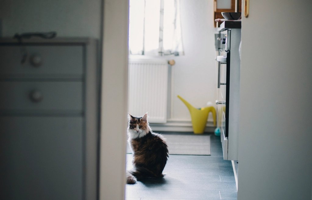 A cat standing in a doorway on a tiled floor in a bright home