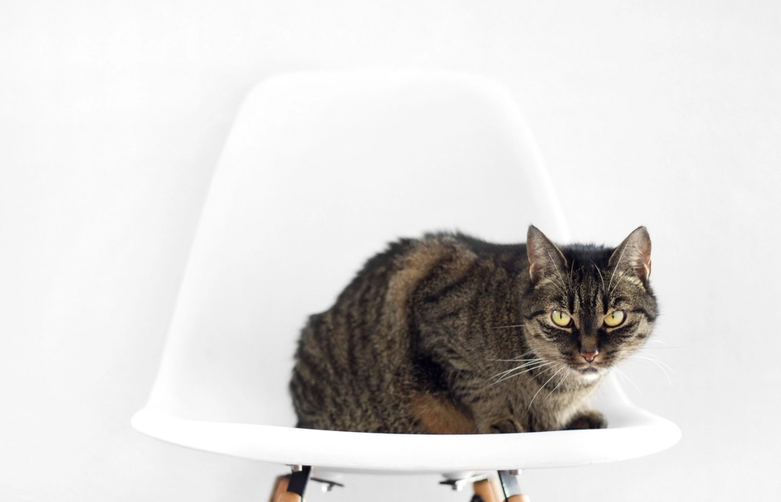 A tabby cat sitting on a white chair in a small apartment living room