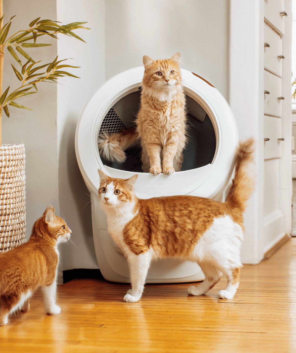 A ginger cat stepping out of a white Litter-Robot 4 automatic litter box beside a second cat