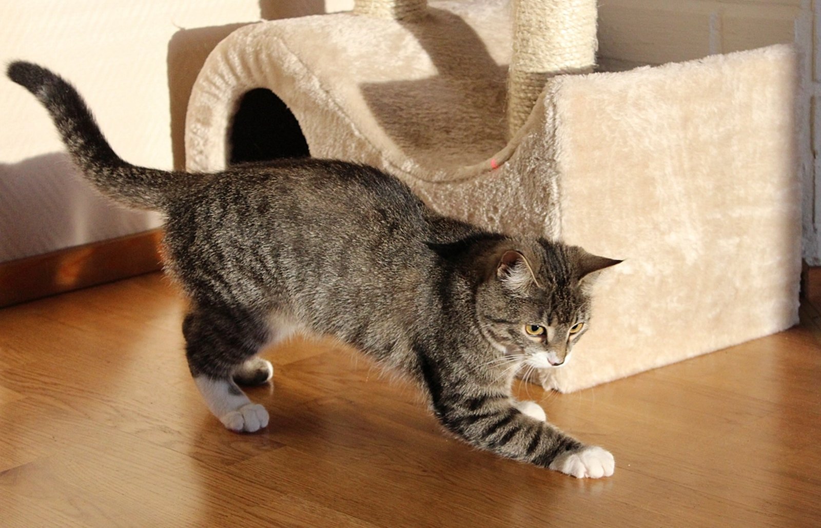 A cat stepping across a carpeted cat tower platform in a living room