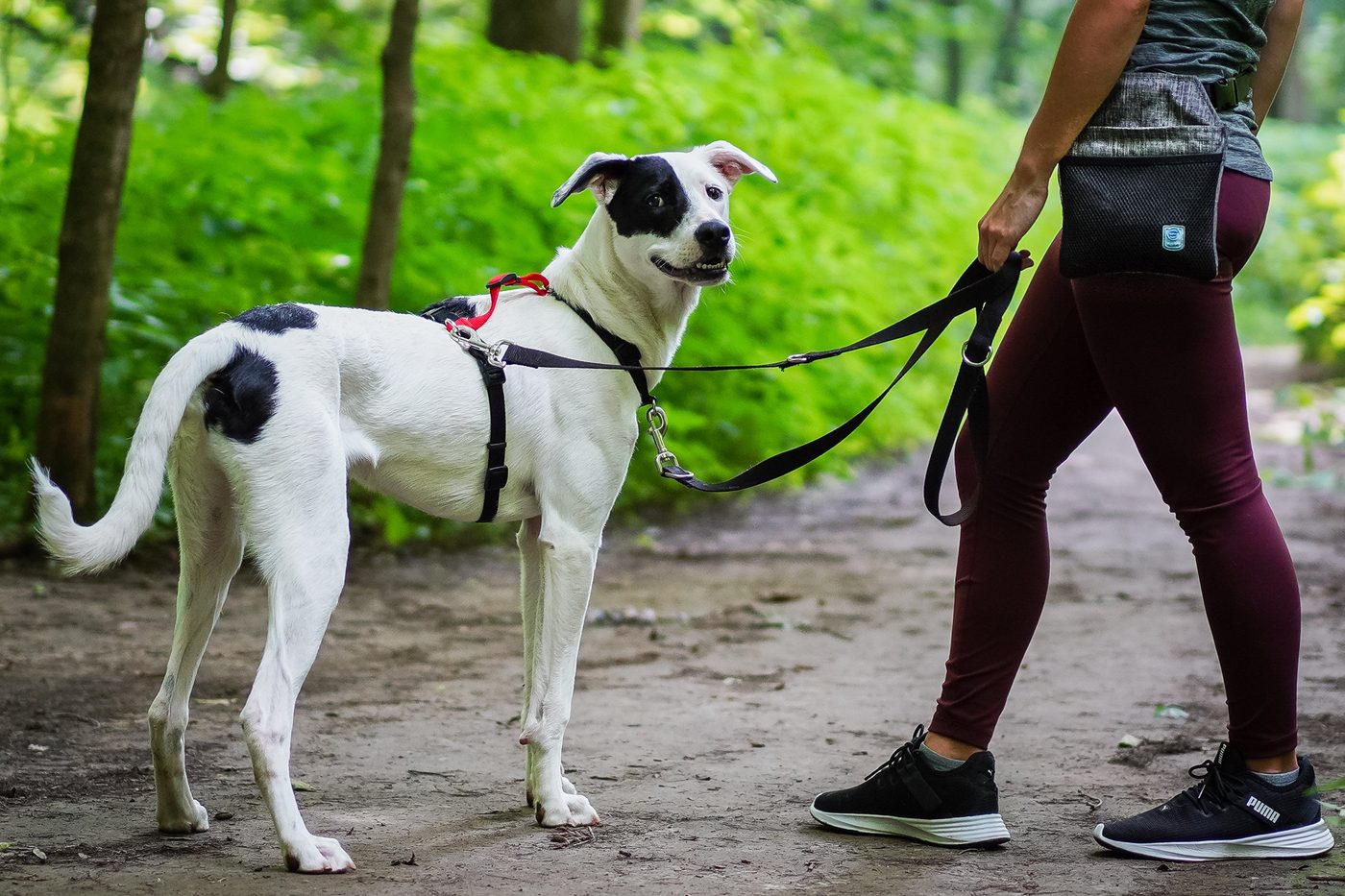 A dog walking on a loose leash beside a person on a dirt trail, wearing a fitted harness