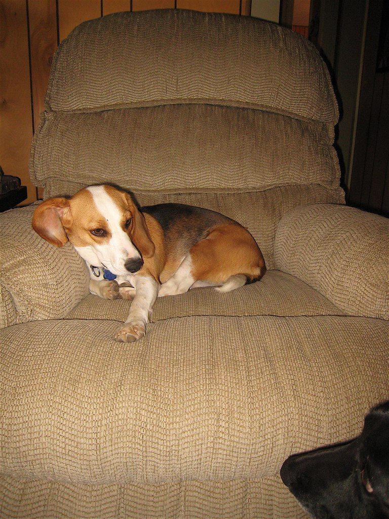 A dog lying on a sofa looking alertly toward a doorway