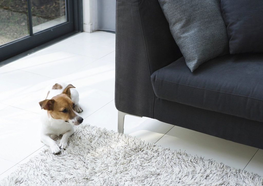 A small dog standing on a rug beside a dark sofa in an apartment living room