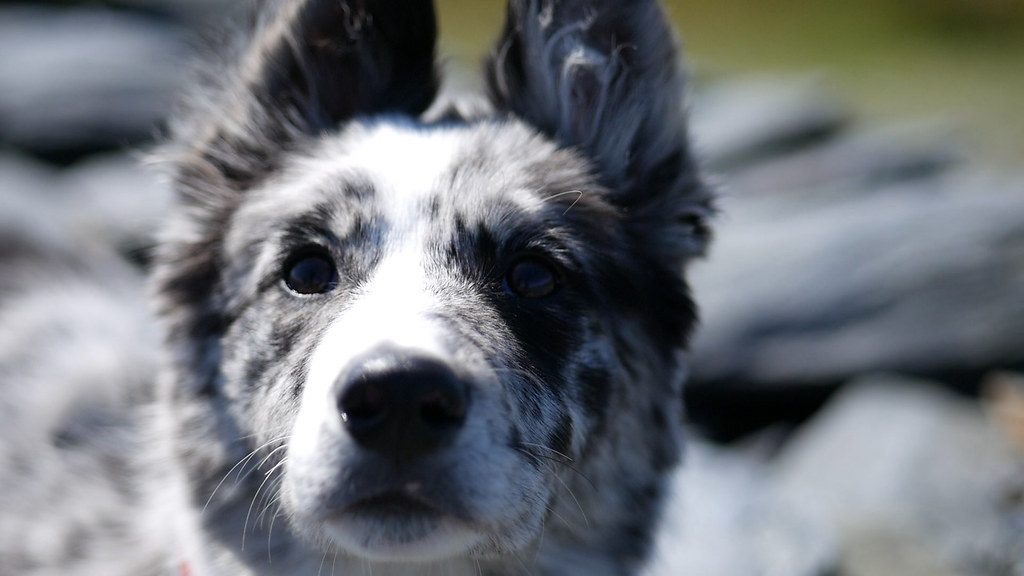 A young border collie sitting attentively on grass during a training session