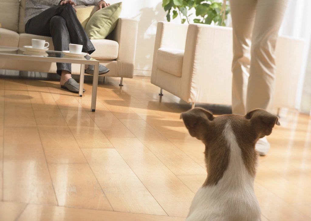 A small dog standing on a wooden apartment floor in front of a sofa